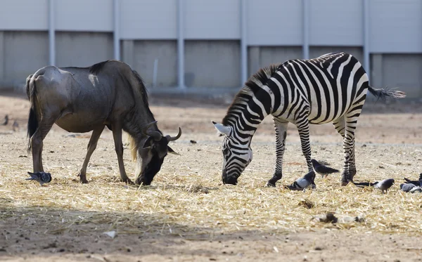 geyik ve Zebra