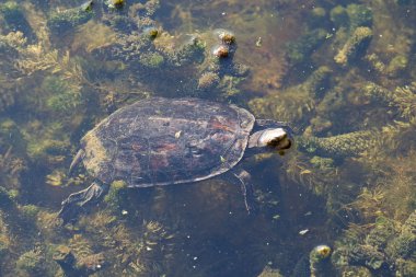 Bataklık Kaplumbağası