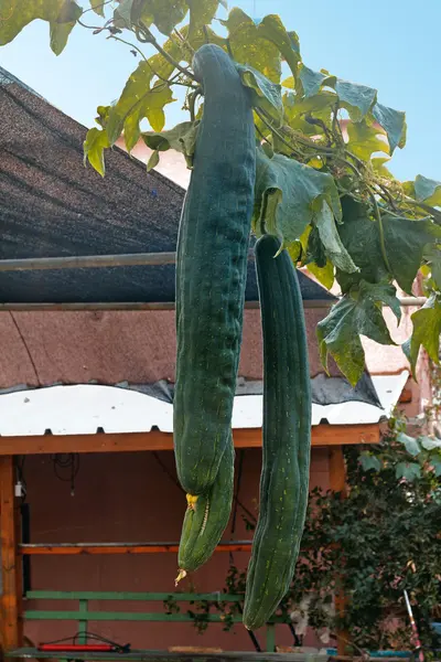 long green zucchini