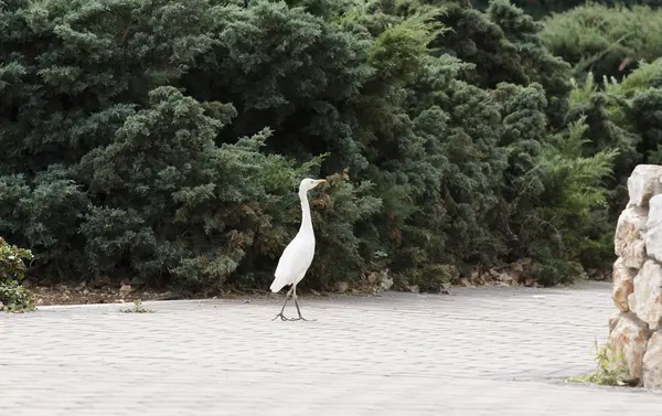 Kleine zilverreiger — Stockfoto