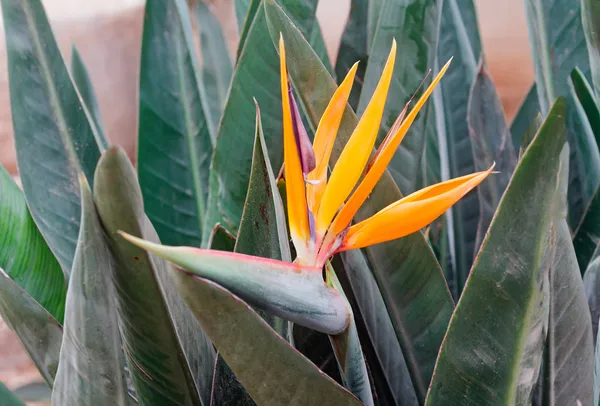 Strelitzia. — Fotografia de Stock