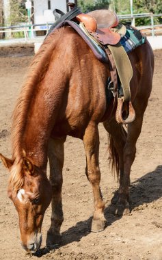 bir eyer ile güzel at