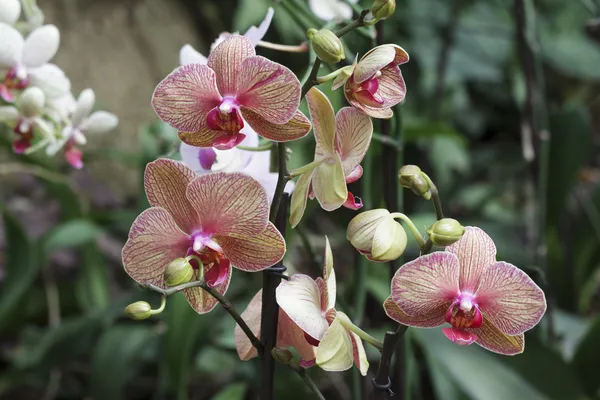 Colored Orchid — Stock Photo, Image
