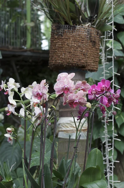 Orquídea coloreada —  Fotos de Stock