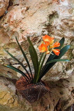 bethlehem yıldızı