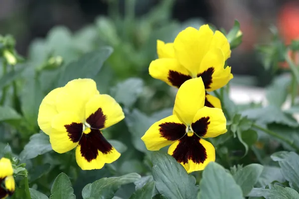 Yellow violets — Stock Photo, Image
