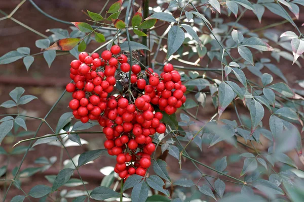 Krzew o czerwone jagody — Zdjęcie stockowe