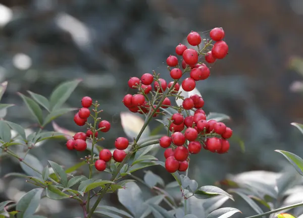Krzew o czerwone jagody — Zdjęcie stockowe