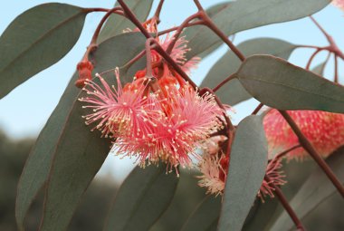 doğada pembe çiçekler 
