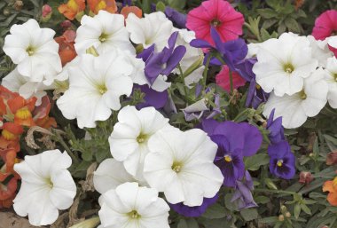 çok renkli çiçekler 