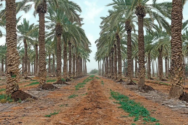 Saç ekimi ve palmiye ağaçlarının — Stok fotoğraf