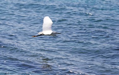 uçan ak balıkçıl 