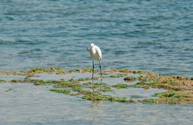 ak balıkçıl yakalanan balık