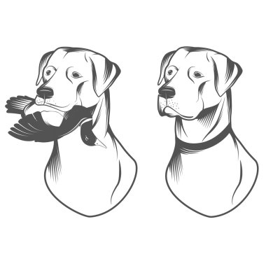 av köpeği kafası