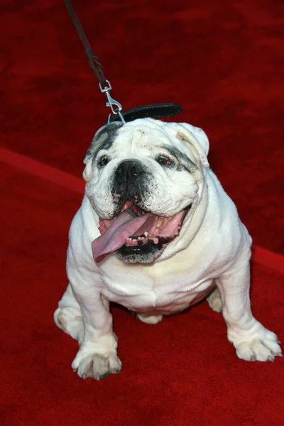 Tubbs the bulldog — Stock Photo, Image