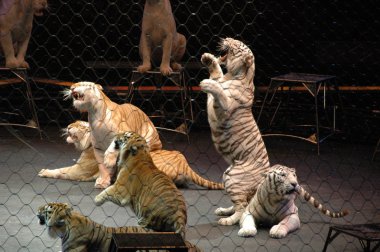 Edy williams ringling bros. sirkte