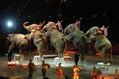 Edy williams ringling bros. sirkte