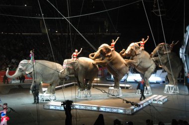 Edy williams ringling bros. sirkte