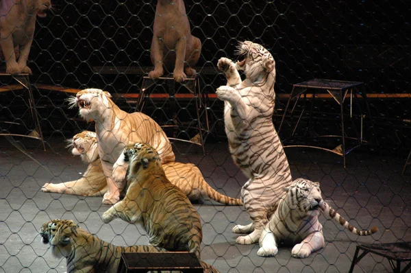 Edy williams ringling bros. sirkte