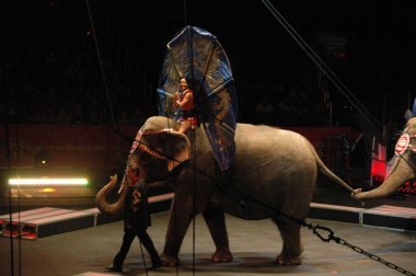 Edy williams ringling bros. sirkte