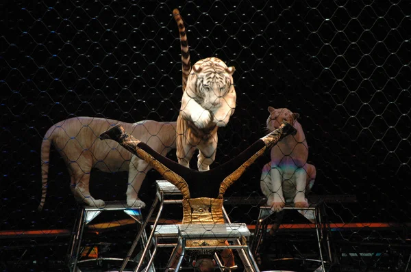 Edy williams ringling bros. sirkte