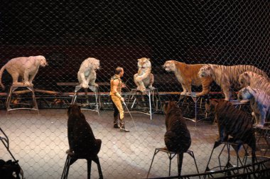 Edy williams ringling bros. sirkte