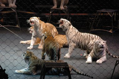 Edy williams ringling bros. sirkte