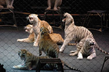 Edy williams ringling bros. sirkte