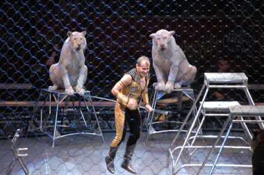 Edy williams ringling bros. sirkte