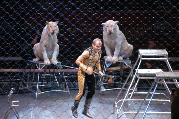 Edy williams på ringling Bros cirkus — Stockfoto