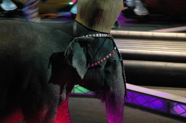 Edy williams på ringling Bros cirkus — Stockfoto