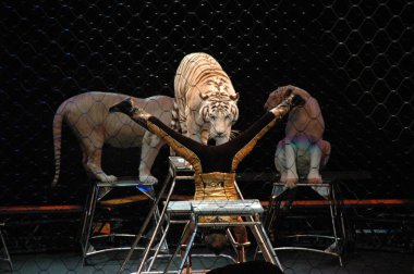 Edy williams ringling bros. sirkte