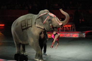 Edy williams ringling bros. sirkte
