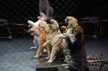 Edy williams ringling bros. sirkte