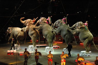 Edy williams ringling bros. sirkte