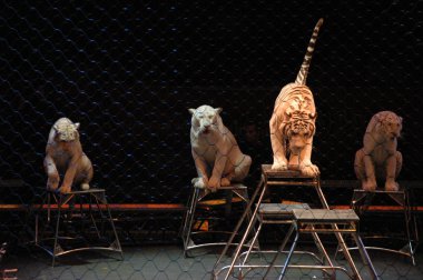 Edy williams ringling bros. sirkte