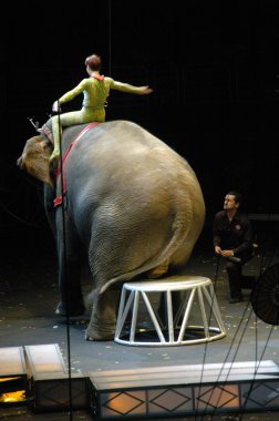 Edy williams ringling bros. sirkte