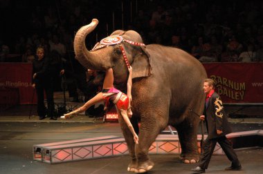 Edy williams ringling bros. sirkte