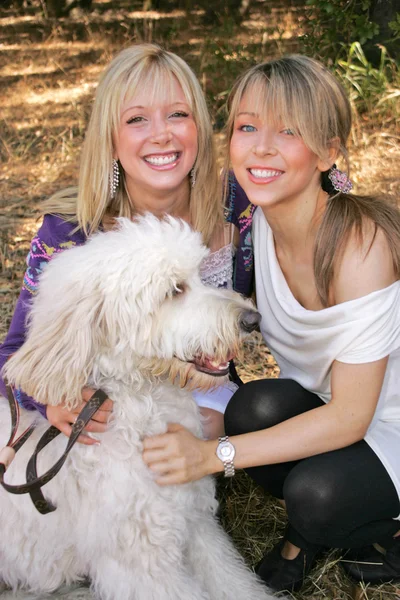 2006 labradoodle romp — Stockfoto