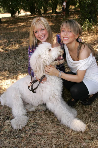 2006 labradoodle romp — Stockfoto