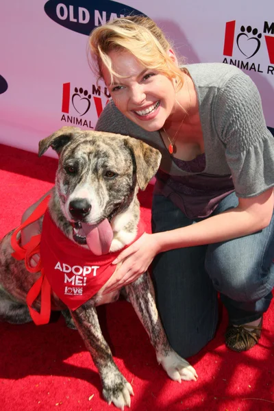 Katherine heigl w starych marynarki ogólnonarodowe poszukiwania nowej maskotki psów. Franklin canyon park, beverly hills, ca. 04-29-06 — Zdjęcie stockowe