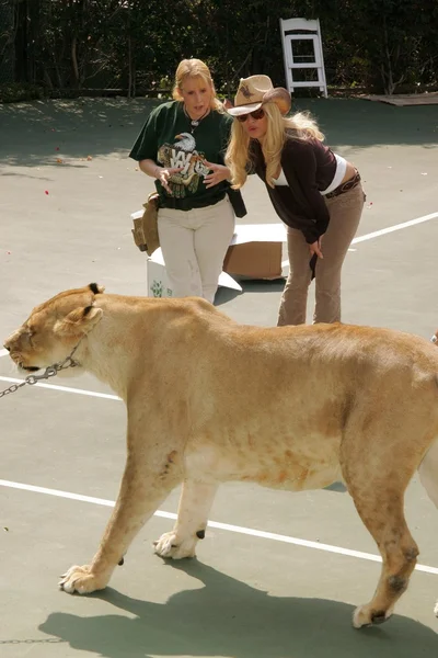 11: e årliga wildlife waystation safari brunch gynna — Stockfoto