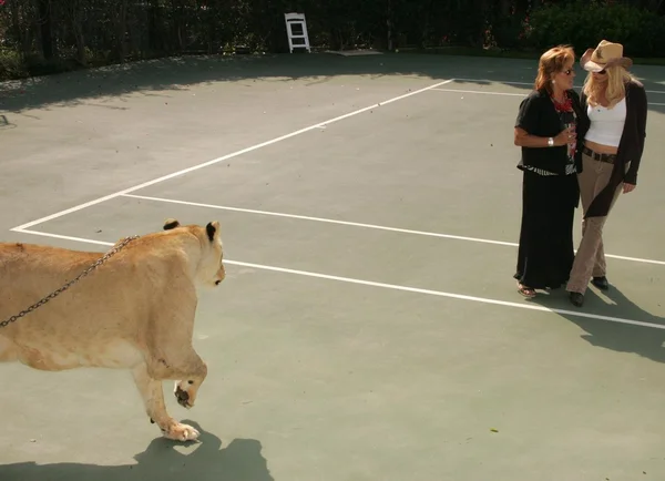 第 11 回野生動物 waystation サファリ ブランチを利益します。 — ストック写真