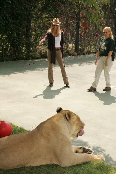 第 11 回野生動物 waystation サファリ ブランチを利益します。 — ストック写真