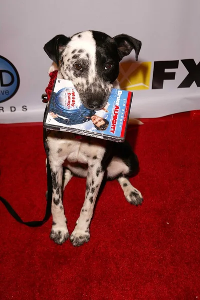 Perro de "Bruce Todopoderoso " — Foto de Stock