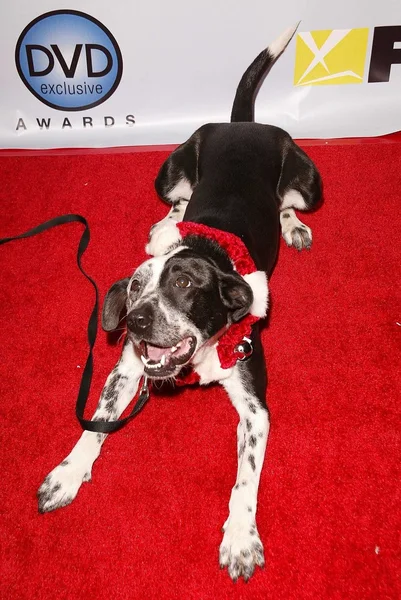 Perro de "Bruce Todopoderoso " — Foto de Stock