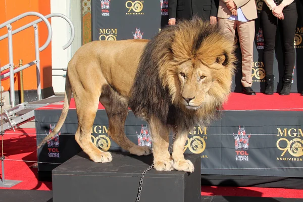 Leo lejon — Stockfoto