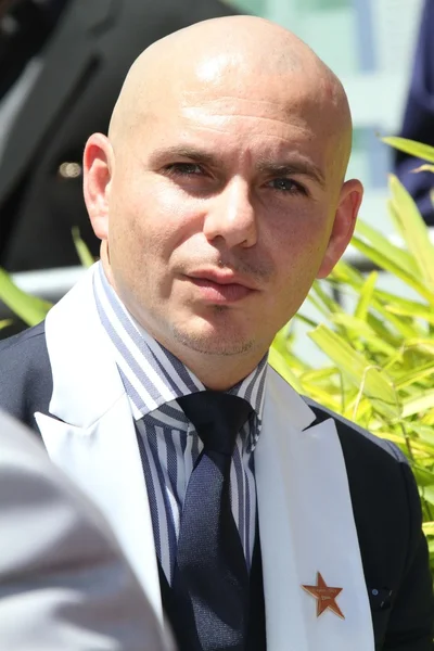 Pitbull — Stockfoto