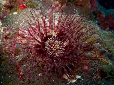 Mor beyaz bantlı silindir anemon - la palma - İspanya