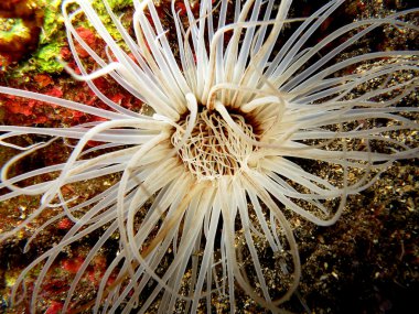 Beyaz silindir anemon - la palma - İspanya